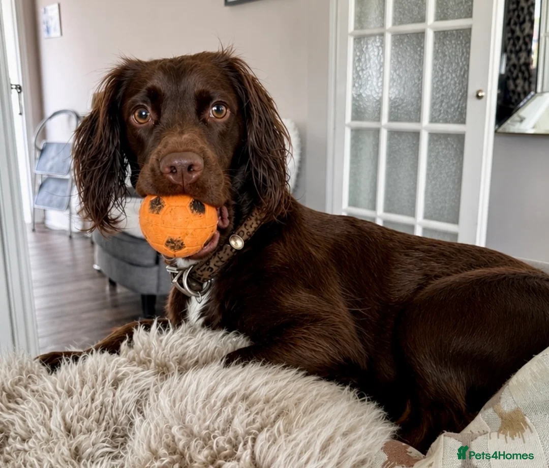 Cocker Spaniel dogs for sale: Cocker Spaniel 2 years old rehoming - Advert 2