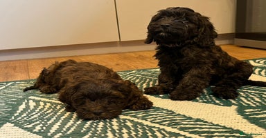 Cockapoo dogs - Advert 1