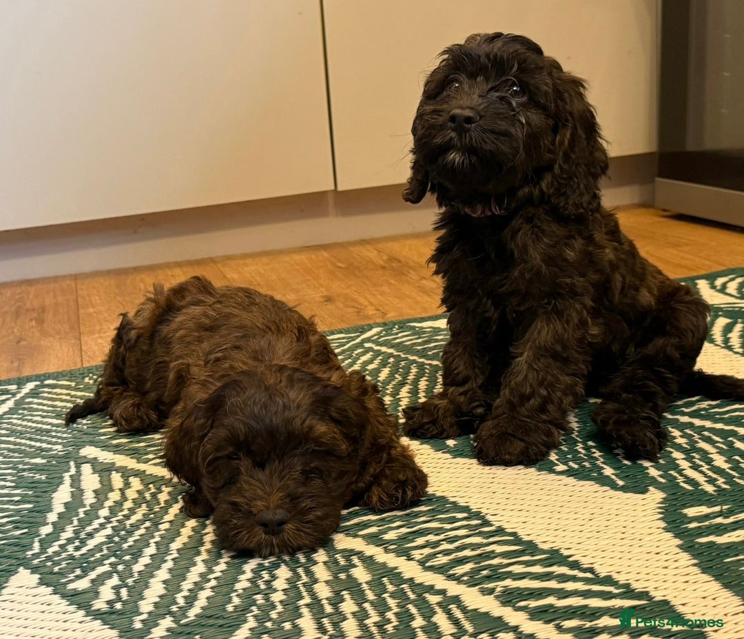 Cockapoo dogs for sale: LOVELY HEALTH TESTED F1 COCKERPOOS - Image 3