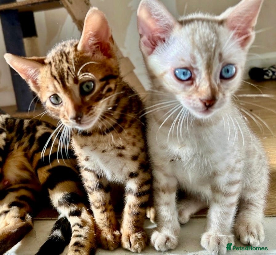 Bengal cats 3 pure bengals boys available  - Advert 5