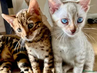 Bengal cats 3 pure bengals boys available - Advert 5
