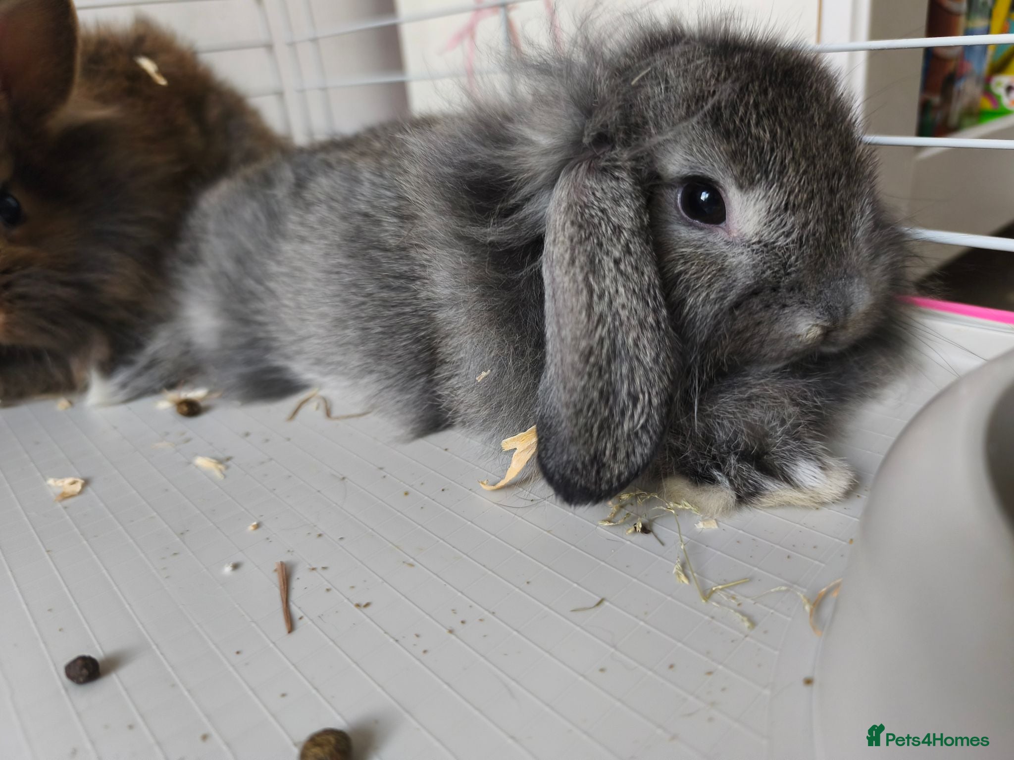 Mini Lop rabbits Ready 6th August - Advert 1
