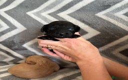 Cockapoo dogs for sale: Cockapoo puppys - Image 19