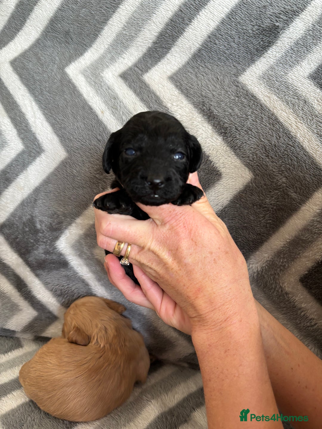 Cockapoo dogs for sale: Cockapoo puppys - Image 19