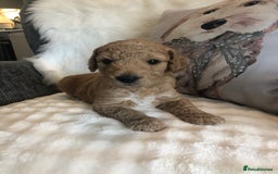 Goldendoodle dogs for sale: Goldendoodle Double Doodle pups for sale - Image 8