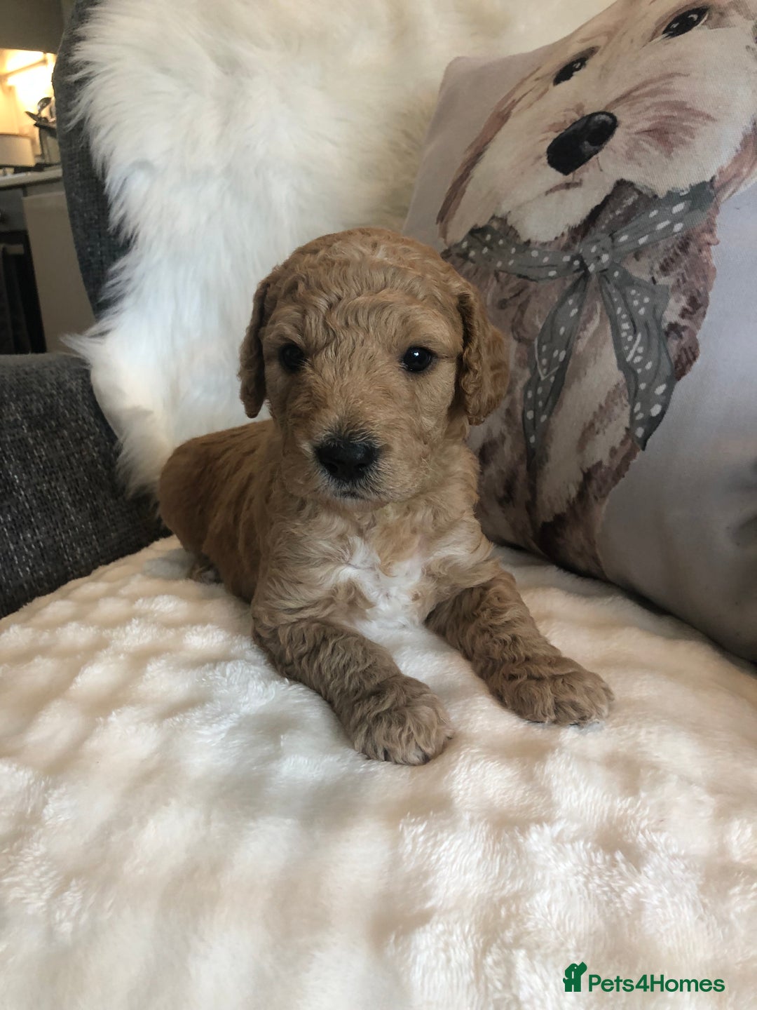 Goldendoodle dogs for sale: Goldendoodle Double Doodle pups for sale - Image 8