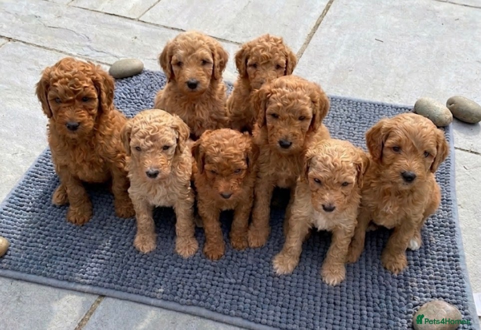 Goldendoodle dogs F1bb goldendoodle puppies  - Advert 1