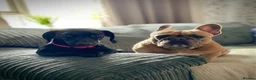 Miniature Dachshund dogs for sale: Female Mini Dachshund - Advert 3