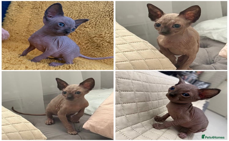 Sphynx cats - Advert 3