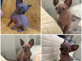 Sphynx cats - Advert 3