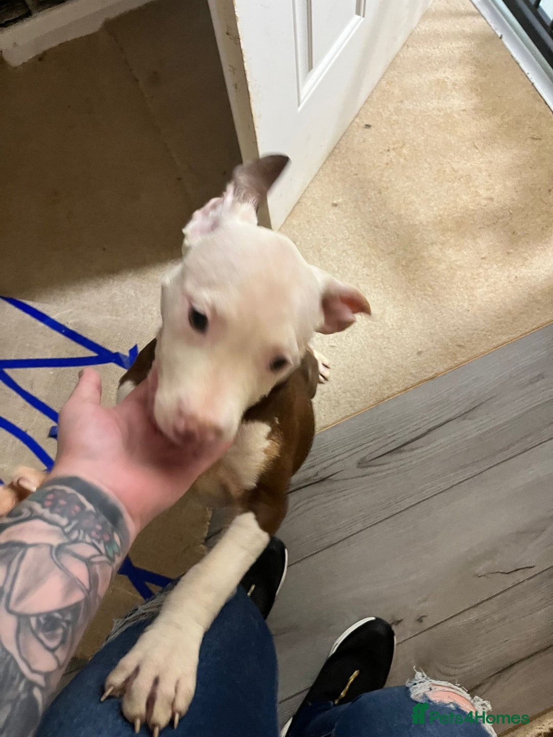 Mixed Breed dogs for sale: Mixed breed pups  - Advert 11