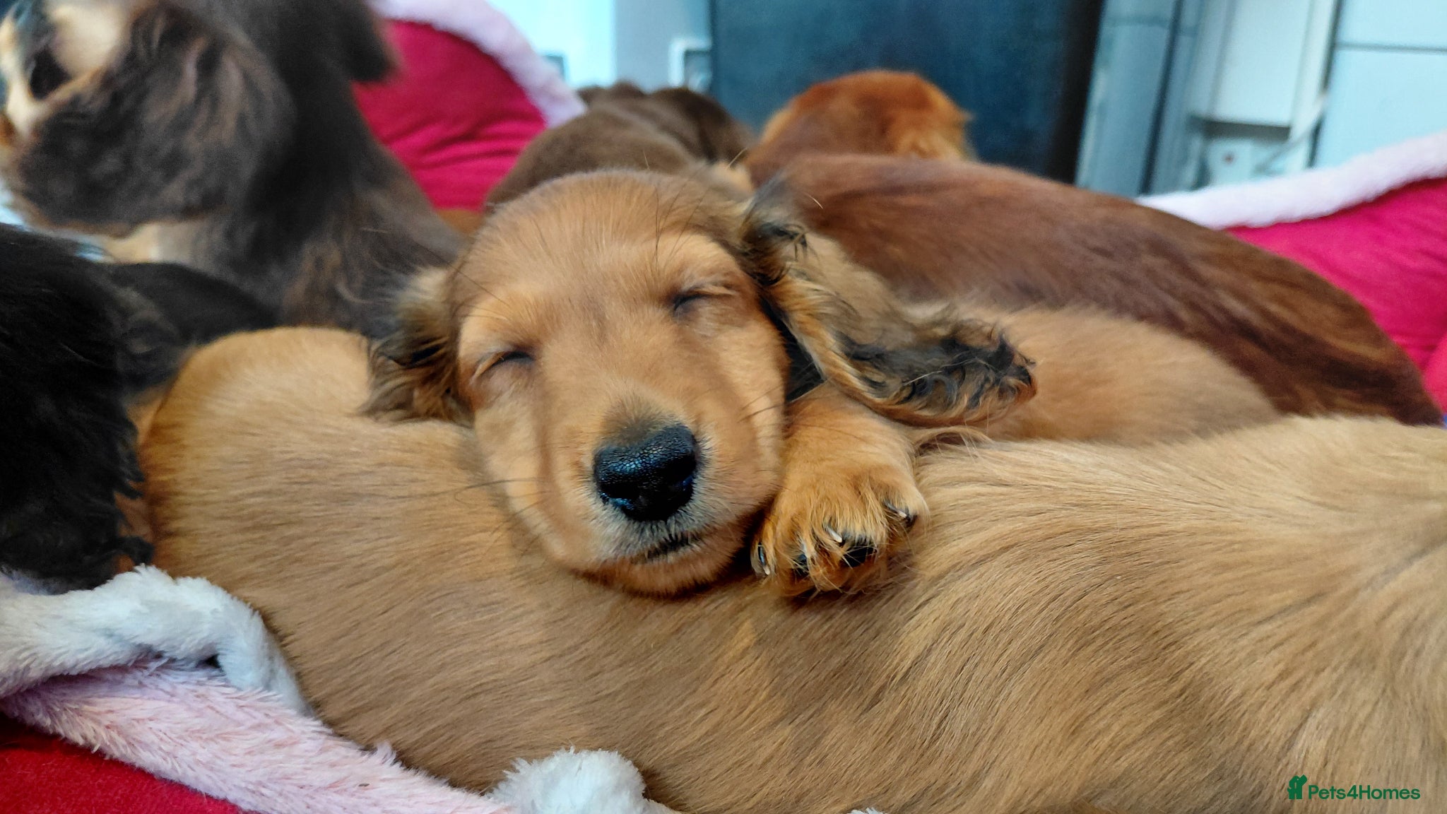 Miniature Dachshund dogs ShadedCream LongHaired x4 Remaining Ready To Leave - Advert 6