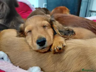 Miniature Dachshund dogs ShadedCream LongHaired x4 Remaining Ready To Leave - Advert 6