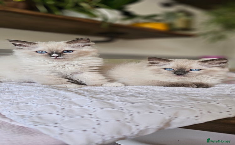 Ragdoll cats - Advert 2