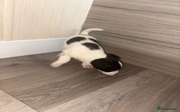 Jack Russell dogs for sale: 3 beautiful puppy’s  - Image 4
