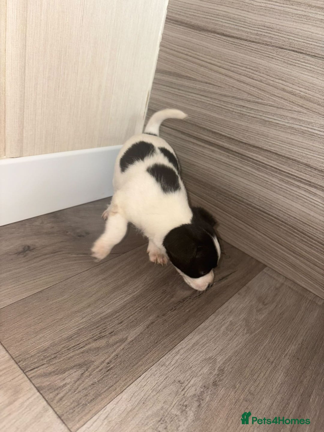 Jack Russell dogs for sale: 3 beautiful puppy’s  - Image 4