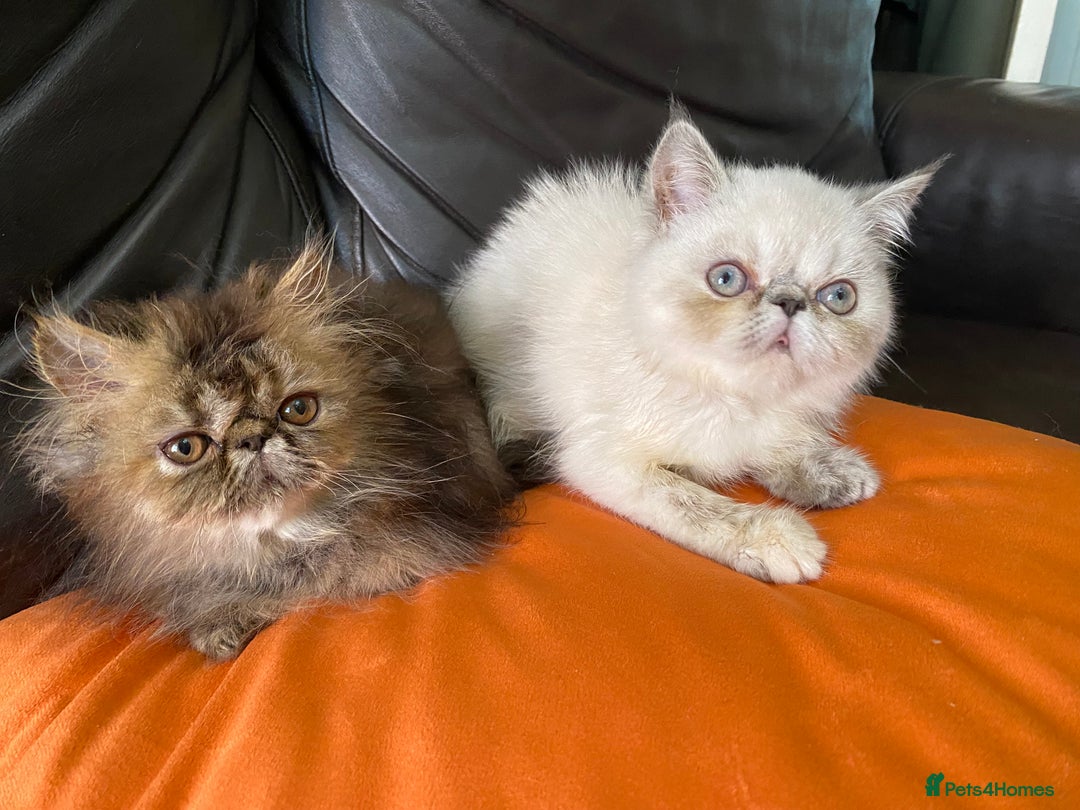 Persian cats for sale: READY NOW GCCF REG PKD FREE EXOTICS - Image 14