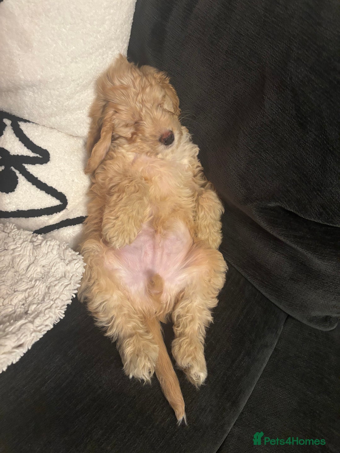 Cockapoo dogs for sale: F1 Golden Cockapoo  - Advert 5