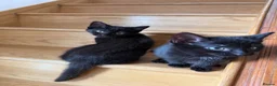 Domestic Shorthair cats for sale: Beautiful rescued kittens - Advert 4