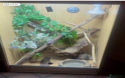 Gecko reptiles for sale: X2 crested geckos - Advert 3