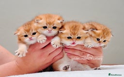 British Shorthair cats for sale: Show Quality Golden Shaded Kittens - Image 2