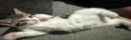 Mixed Breed cats for sale: Adorable shorthair Kittens looking for new home  - Advert 7
