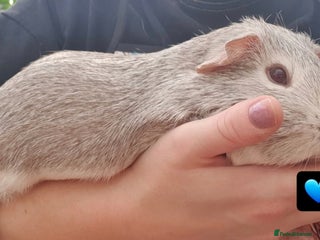 Guinea Pig rodents Beautiful guinea pigs - Advert 21