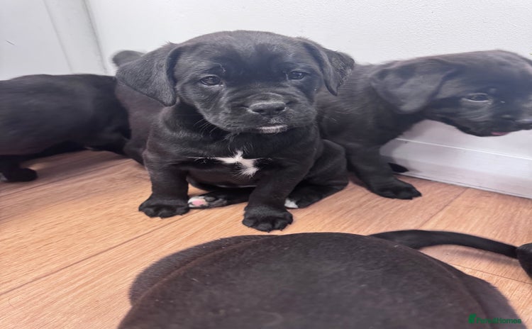 Mixed Breed dogs - Advert 2