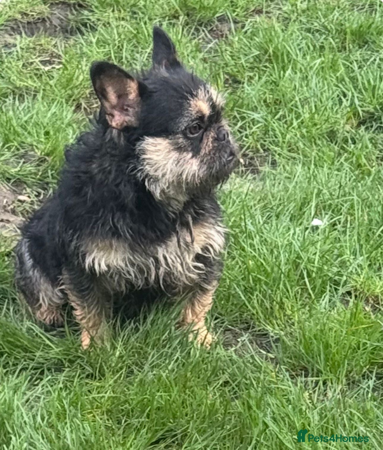 French Bulldog dogs Female wire hair carrys fluffy   - Advert 16