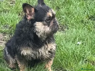 French Bulldog dogs Female wire hair carrys fluffy - Advert 16