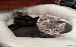 British Shorthair cats for sale: Kittens for sale  - Image 3