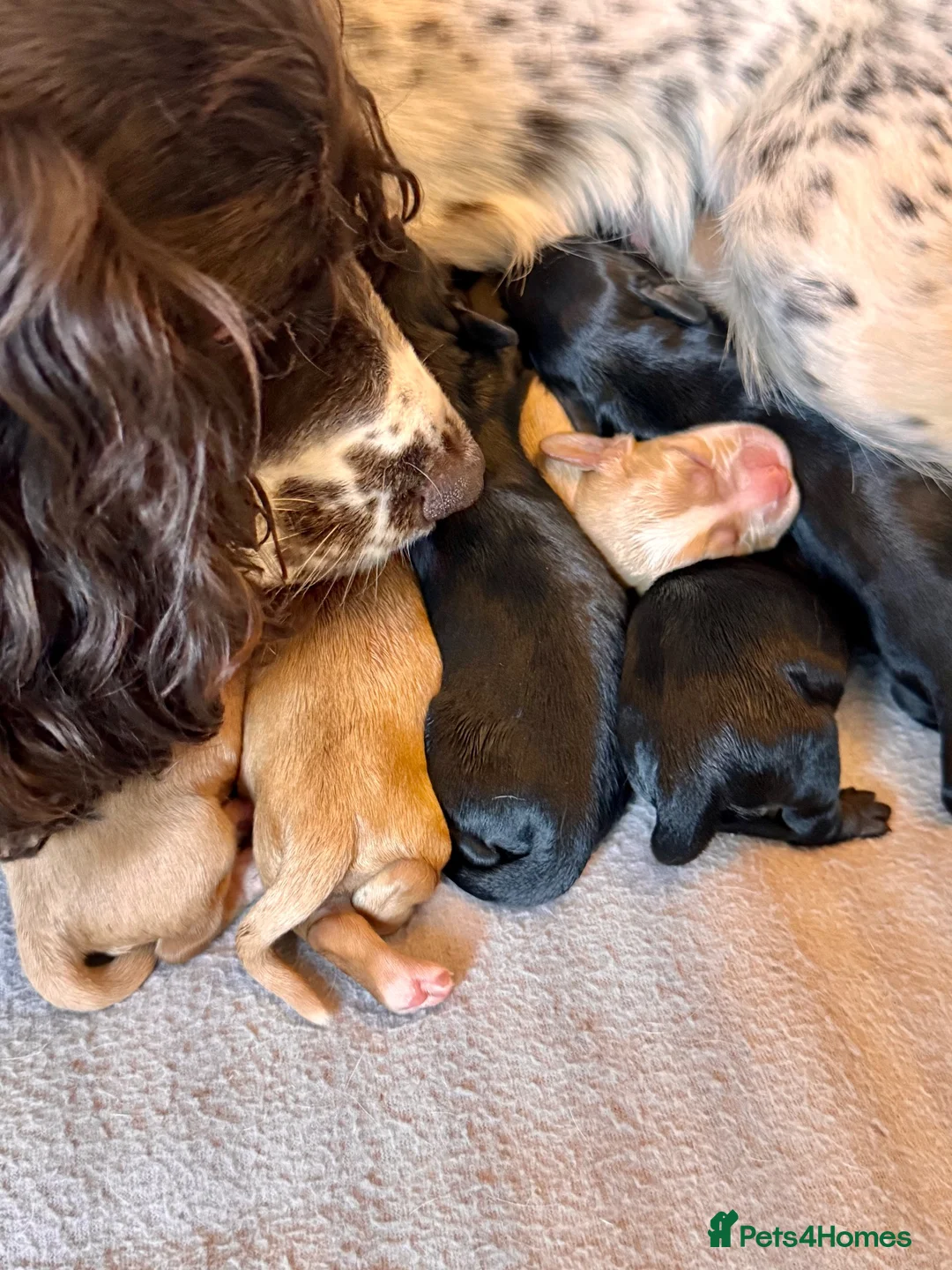 Cocker Spaniel dogs for sale: Olive’s Cocker Spaniel Pups! in Eastbourne - Advert 2