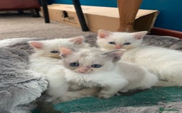 Ragdoll cats for sale: Rag doll cross - Image 3