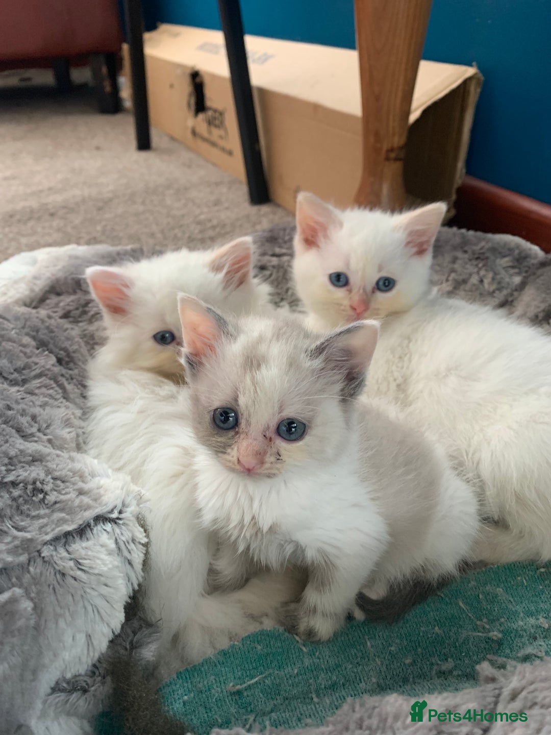 Ragdoll cats for sale: Rag doll cross - Image 3