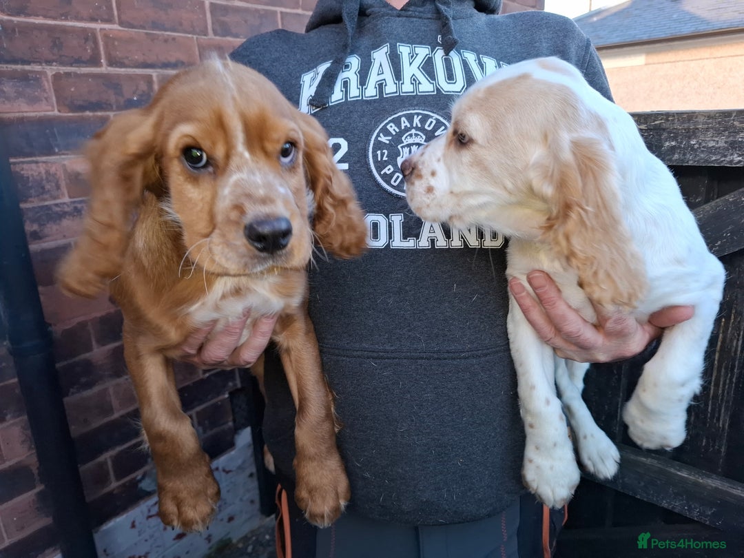 Sprocker dogs for sale: Sprocker Puppies Ready Now - Advert 2