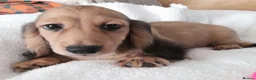Miniature Dachshund dogs for sale: Long haired miniature dachshund - Advert 4