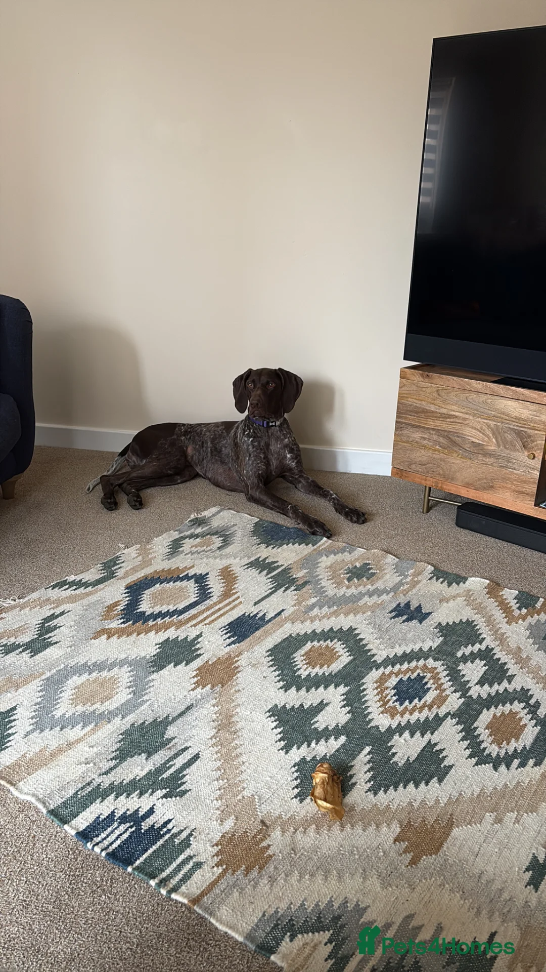 German Shorthaired Pointer dogs for sale: German Shorthaired Pointer - Advert 1