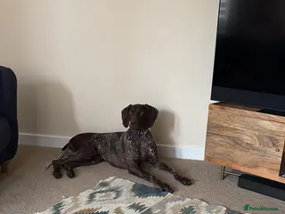 German Shorthaired Pointer dogs German Shorthaired Pointer - Advert 13