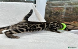 Bengal cats for sale: ❤️ GORGEOUS PURE BENGAL KITTENS ❤️ - Image 26