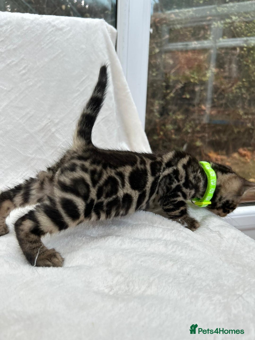 Bengal cats for sale: ❤️ GORGEOUS PURE BENGAL KITTENS ❤️ - Image 26