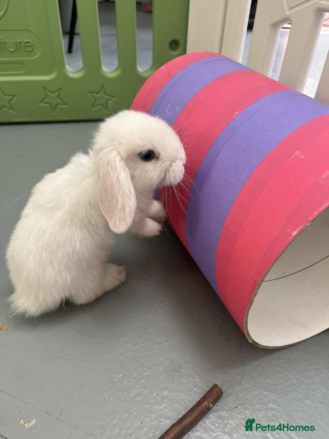 Mini Lop rabbits for sale: Mini Lop White Baby Bunny Ready Now!! - Image 4