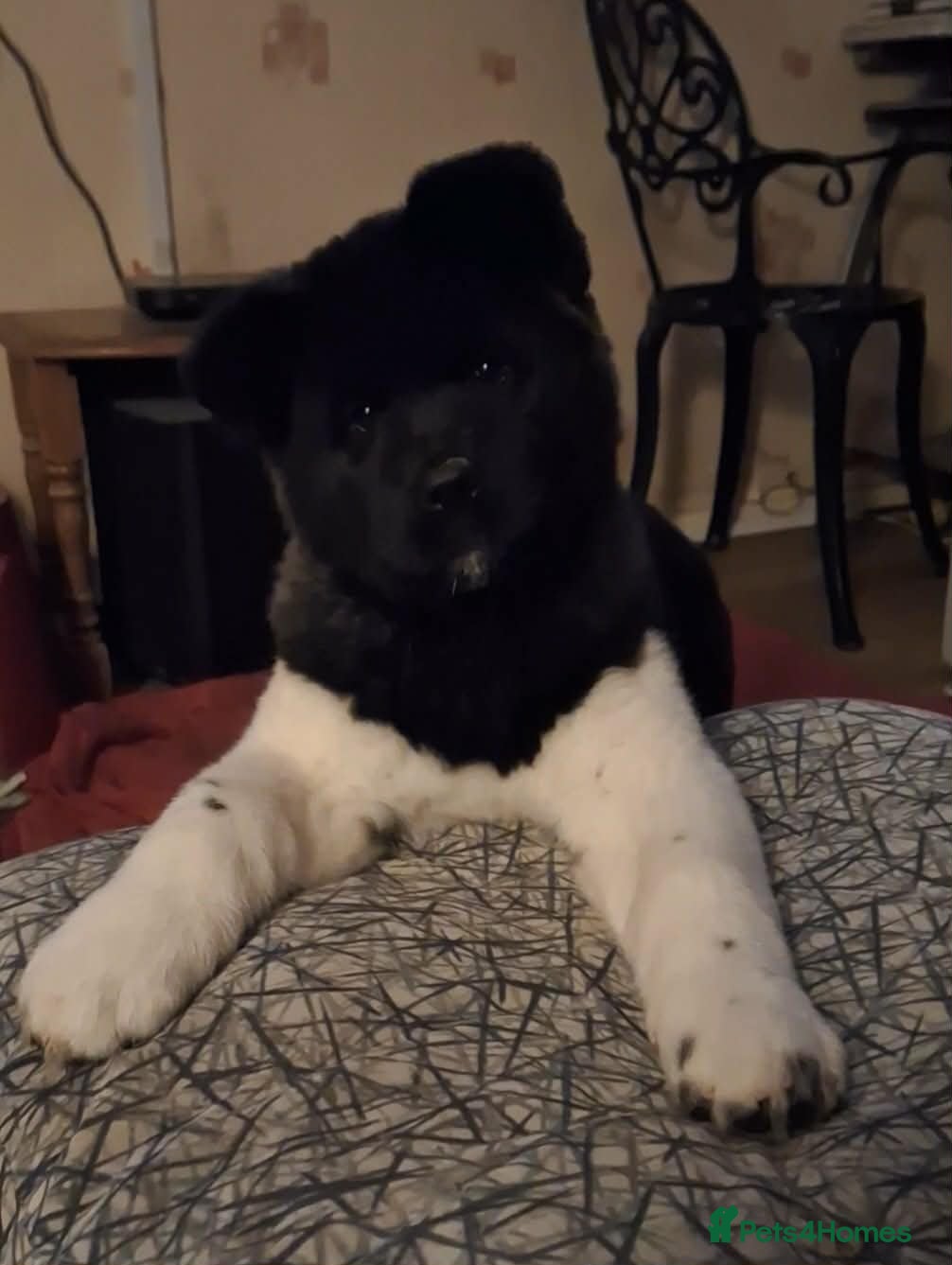 Akita dogs Quality Akita Baby Girl (KC Registered) - Advert 19