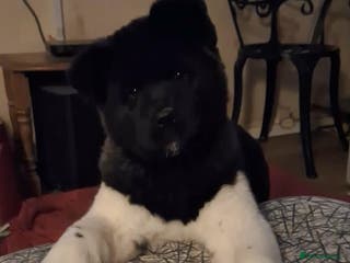 Akita dogs Quality Akita Baby Girl (KC Registered) - Advert 6