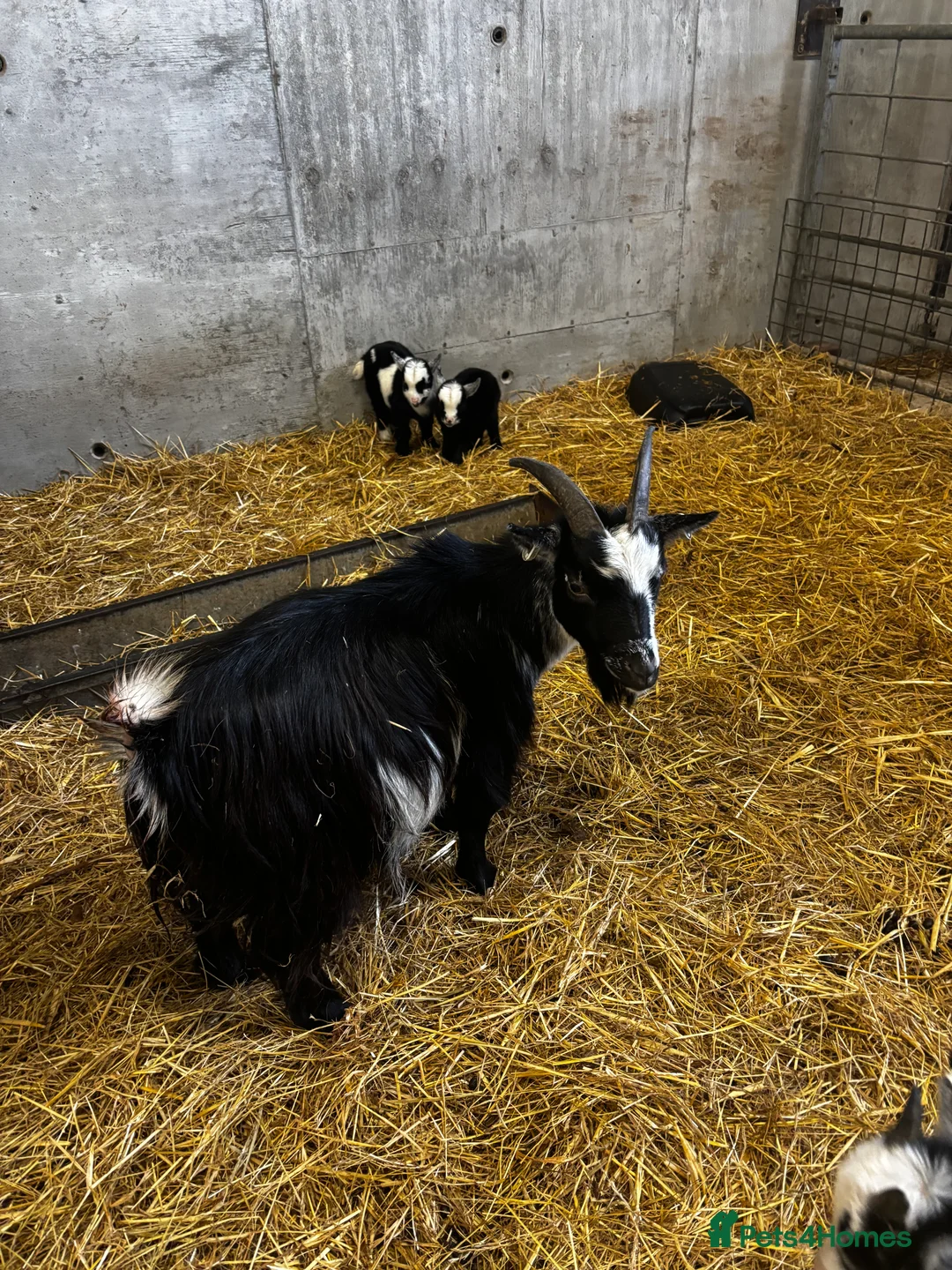 Goats livestock for sale: Breeding Nanny Goat with Twins at Foot (Ready Now) - Advert 4