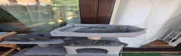 British Shorthair cats for sale: British Shorthair kittens 9 weeks old  in Luton - Advert 4