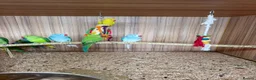 Ringnecks birds for sale: Indian ringneck (cosmos) in Doncaster - Advert 4