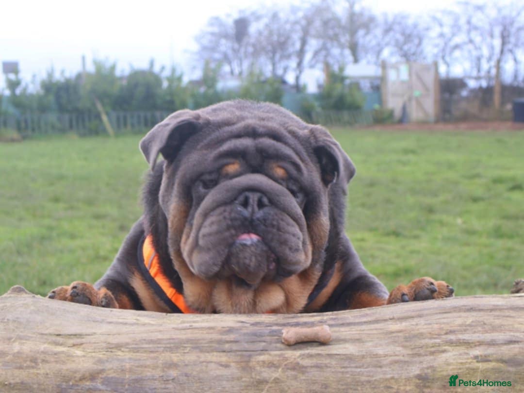 English Bulldog dogs PROVEN KC Blue & Tan Bulldog for Stud - Advert 3