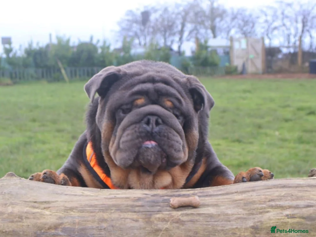 English Bulldog dogs for stud: PROVEN KC Blue & Tan Bulldog for Stud - Advert 2