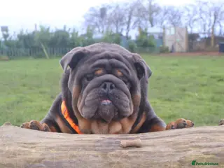 English Bulldog dogs PROVEN KC Blue & Tan Bulldog for Stud - Advert 3