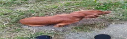 Cocker Spaniel dogs for sale: Working cocker spaniels  in Okehampton - Advert 2